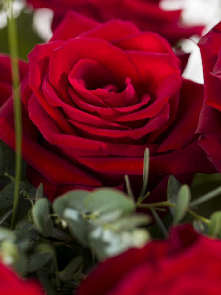 20 Rote Rosen mit Eukalyptus - EverRed