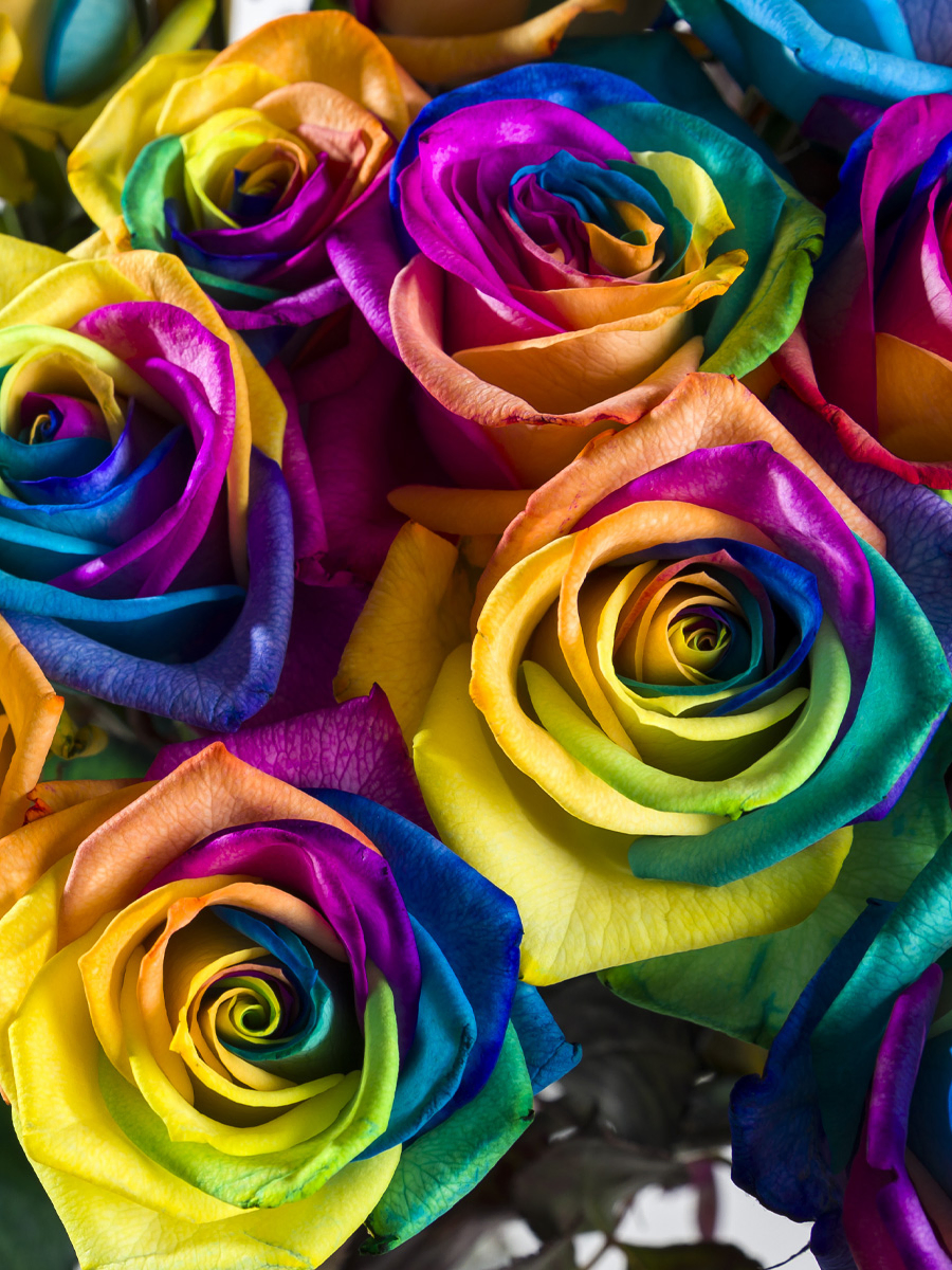 Regenbogen Rosen