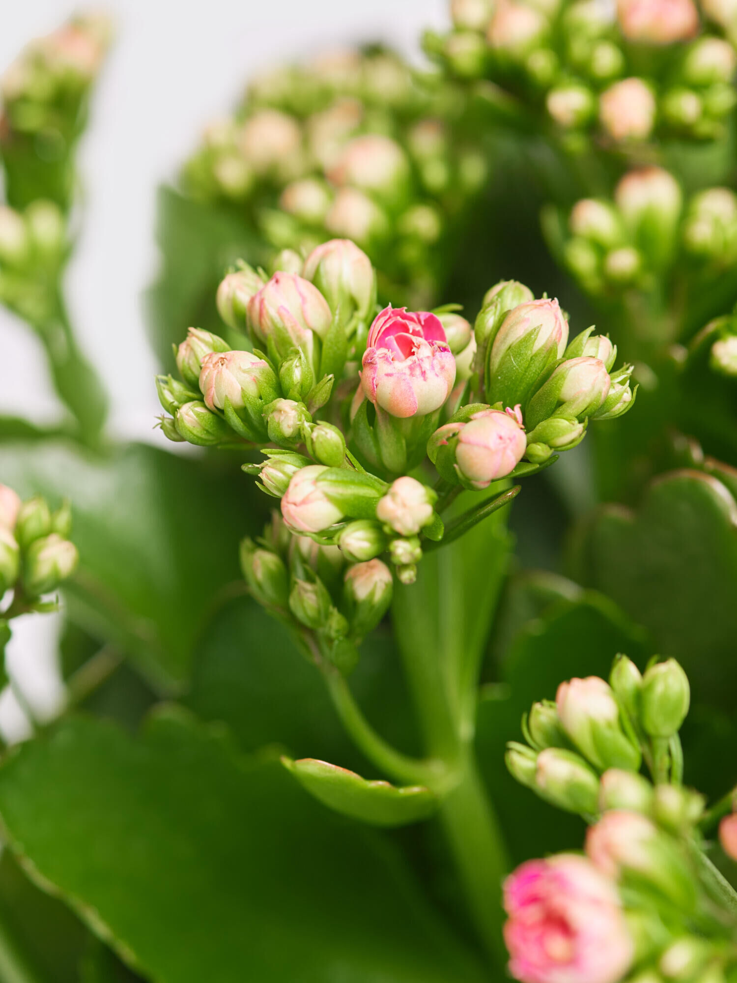 Kalanchoe &#039;Lucky&#039;