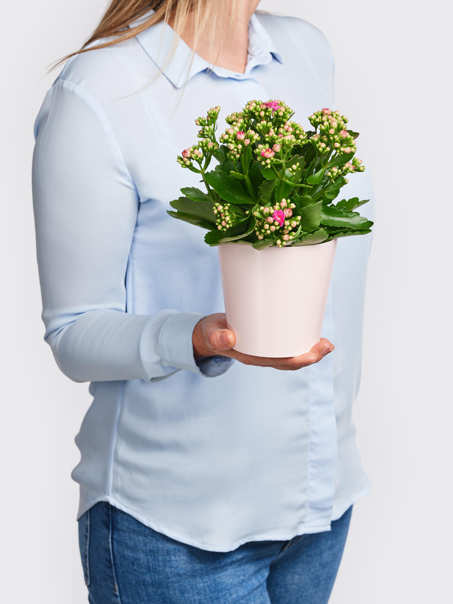 Kalanchoe