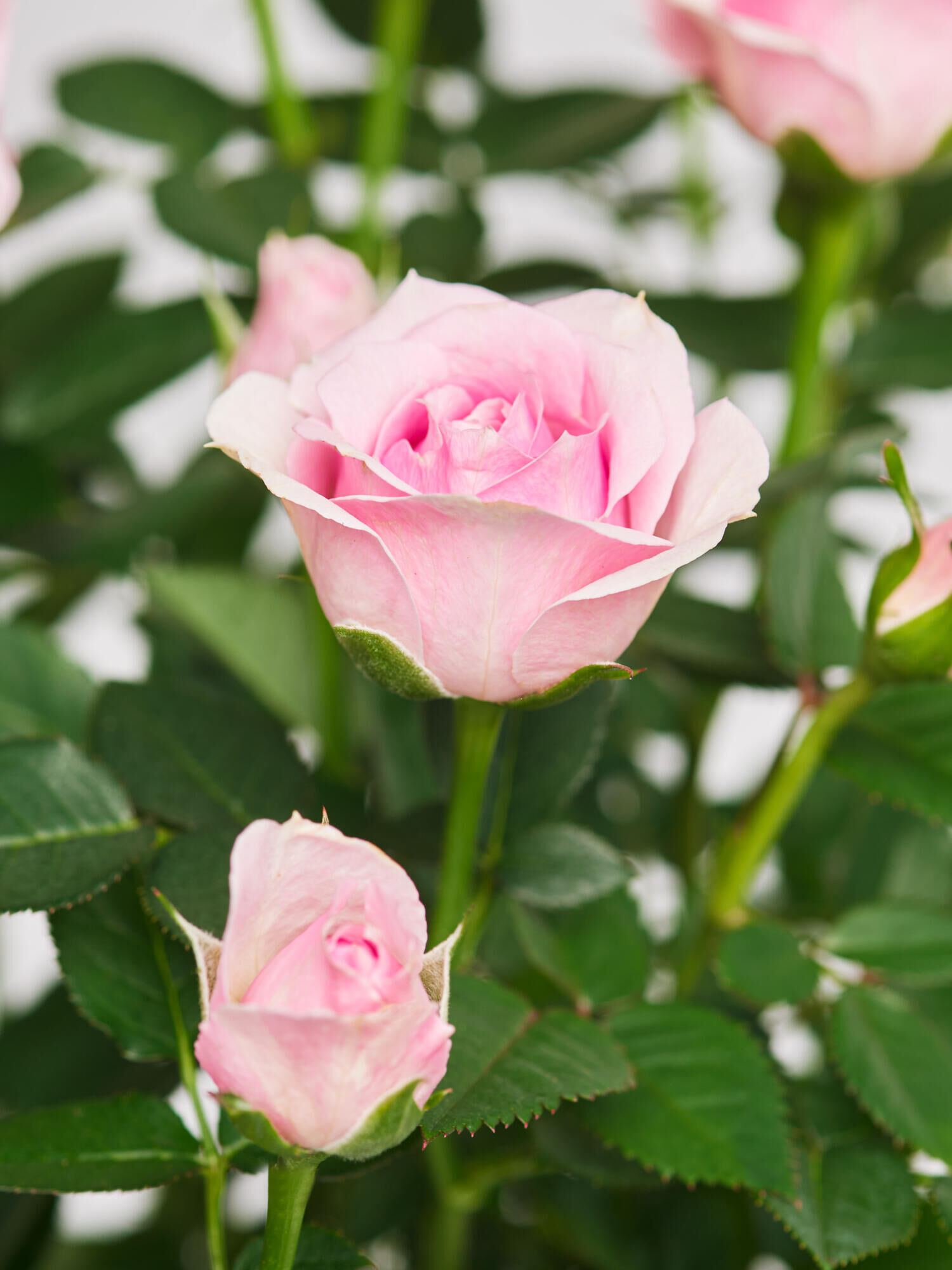 Pot Rose &#039;Charming&#039;