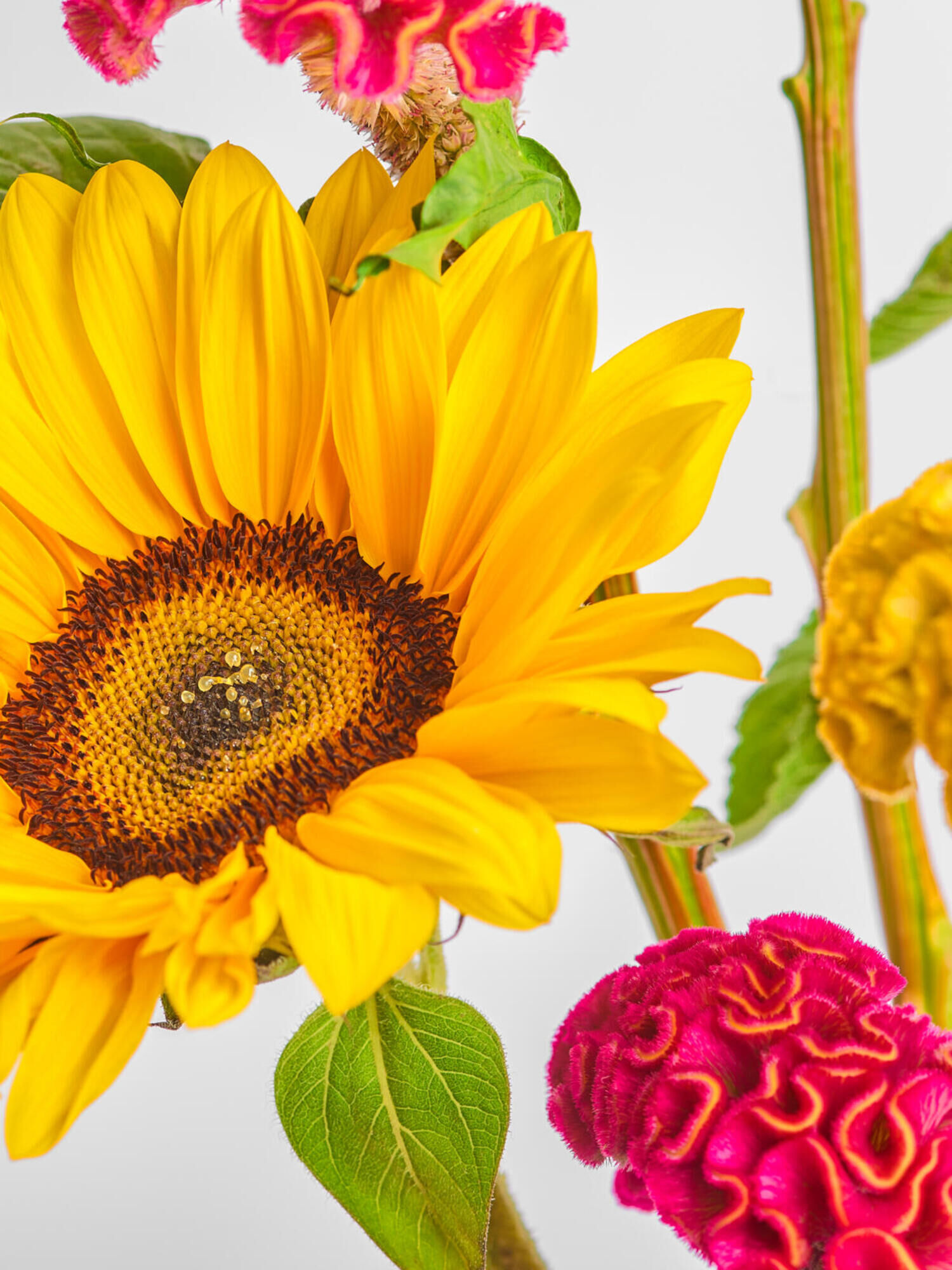 Sunflower &amp; Celosia