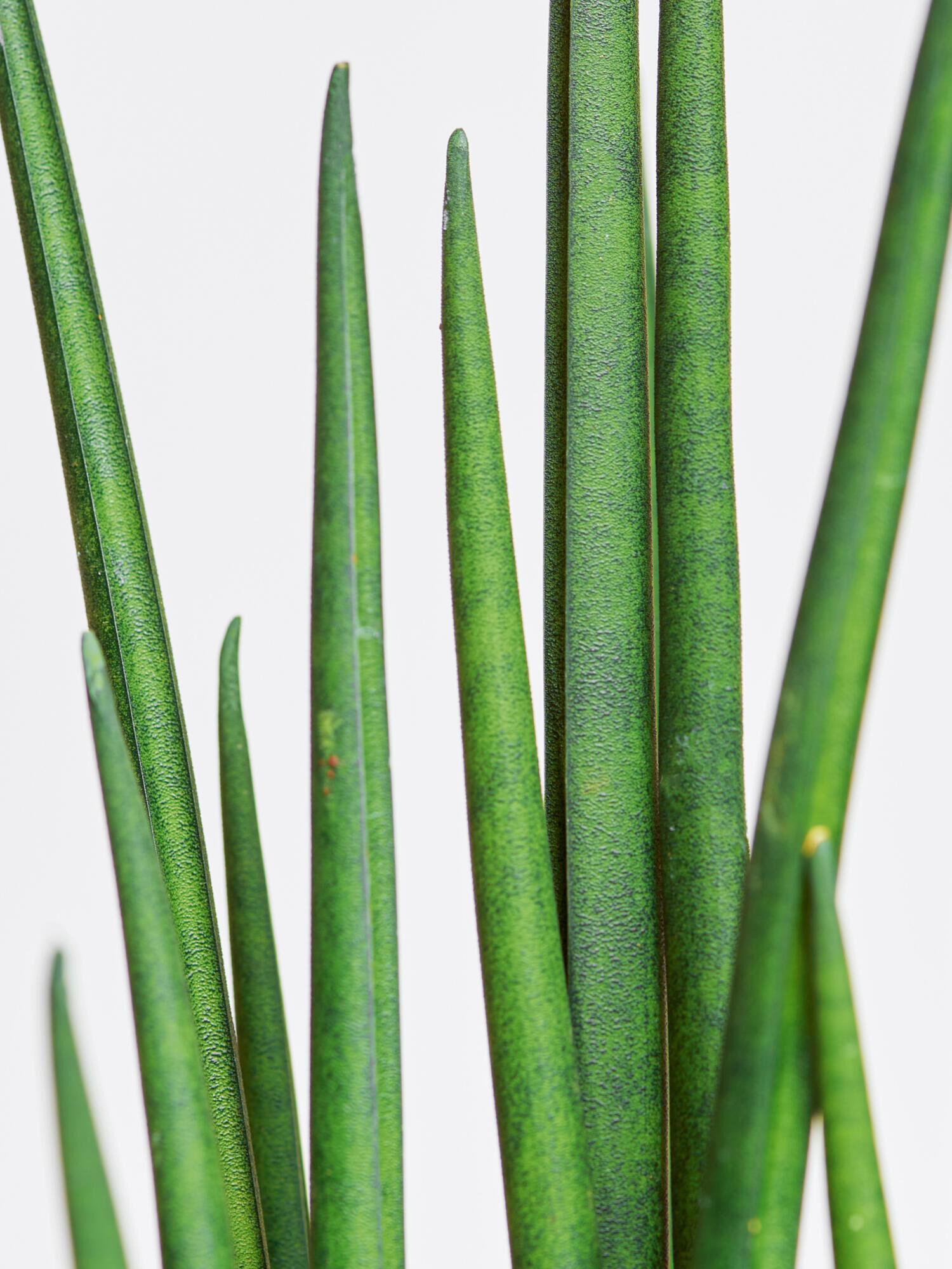 Sansevieria