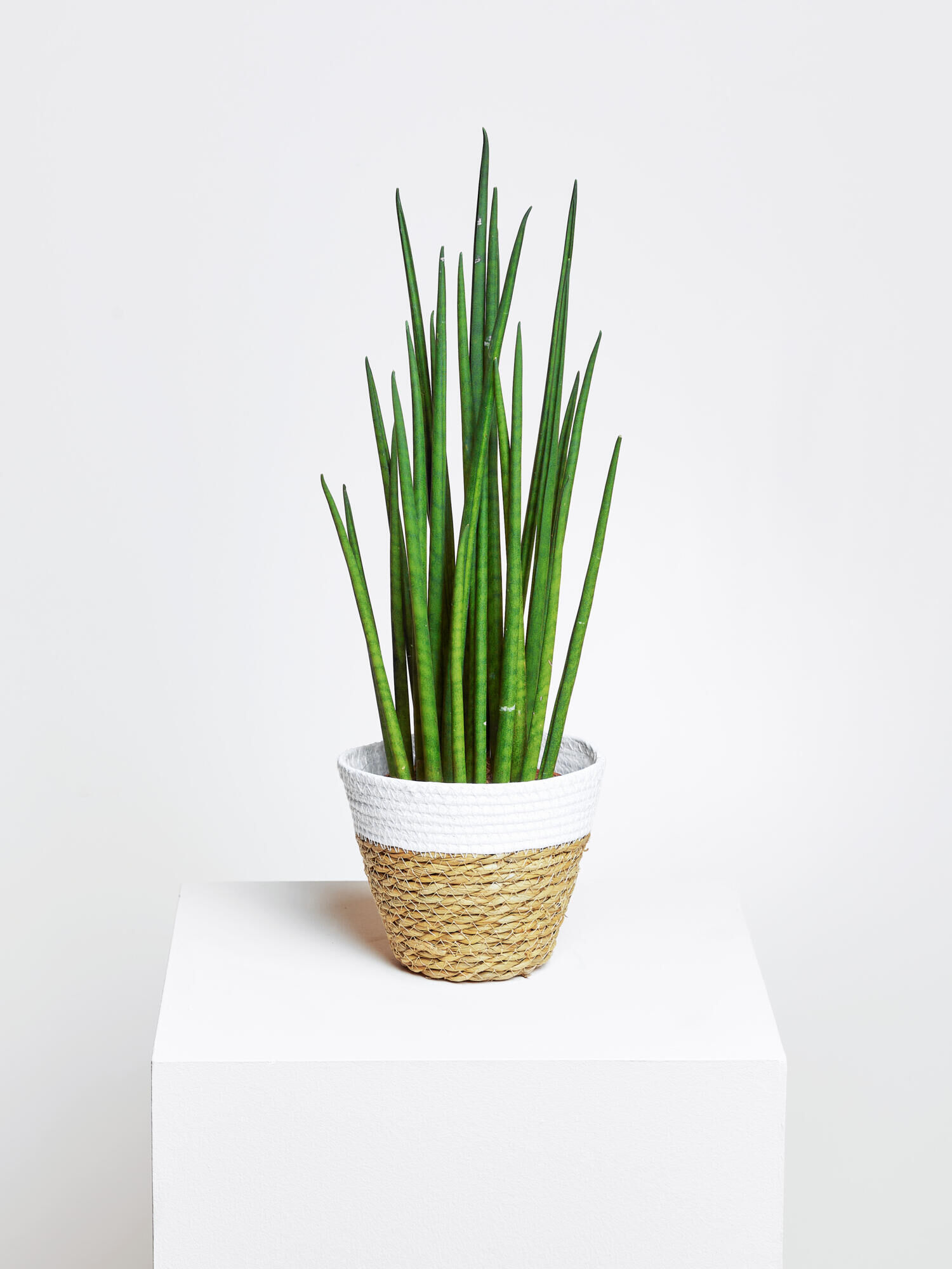 Sansevieria