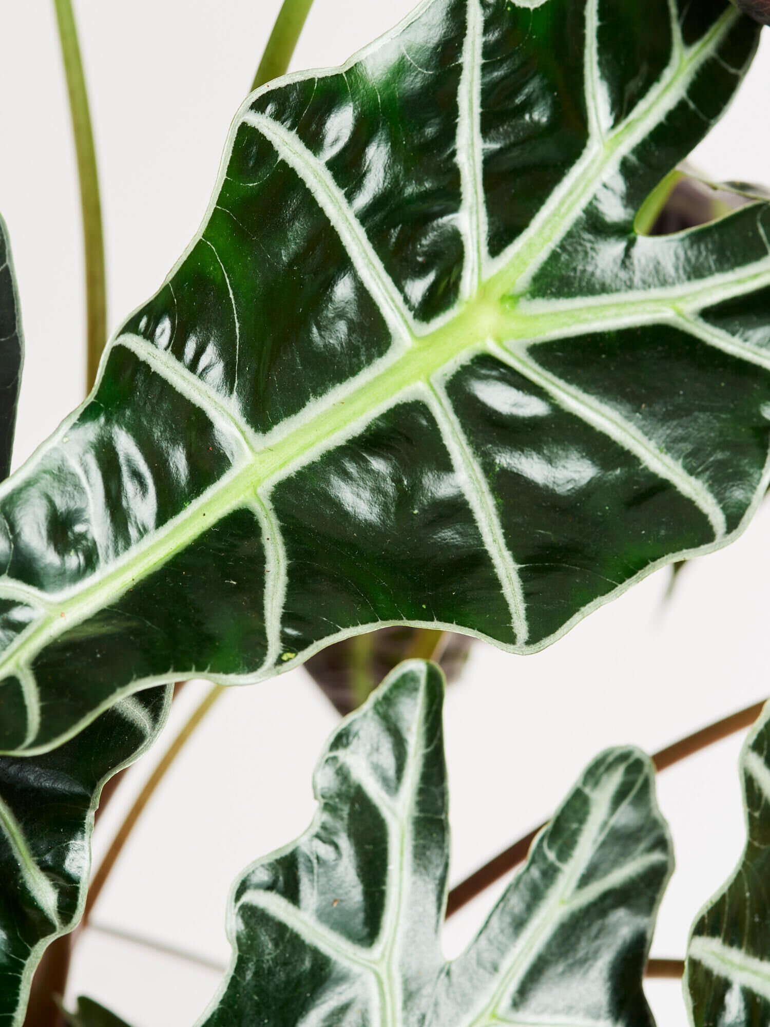 Alocasia Polly in Vase