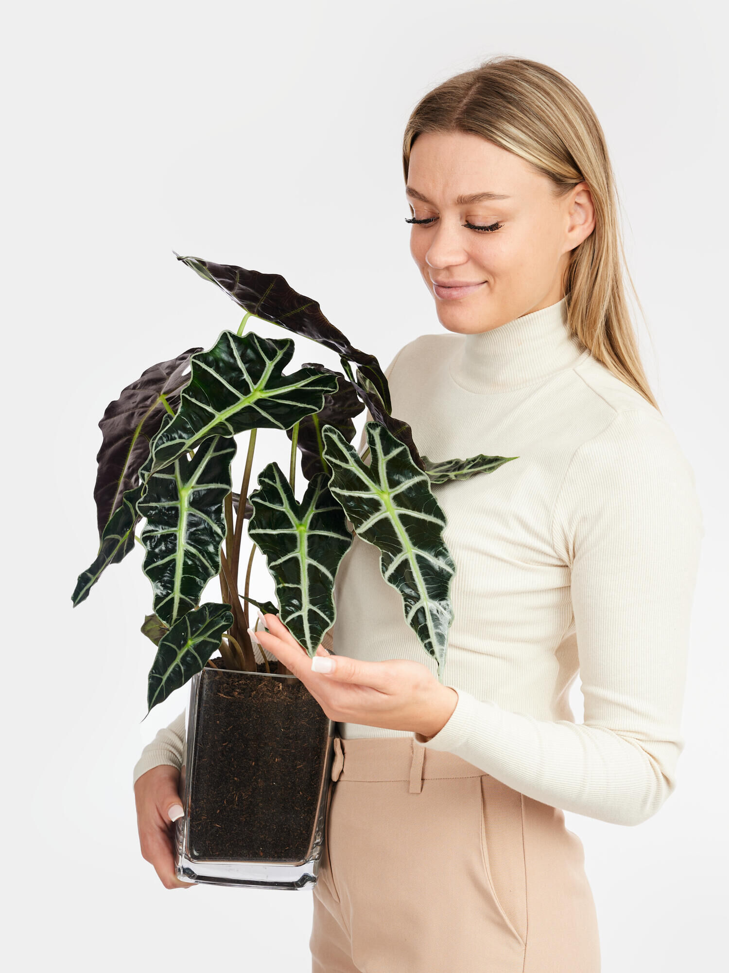 Alocasia Polly in Vase