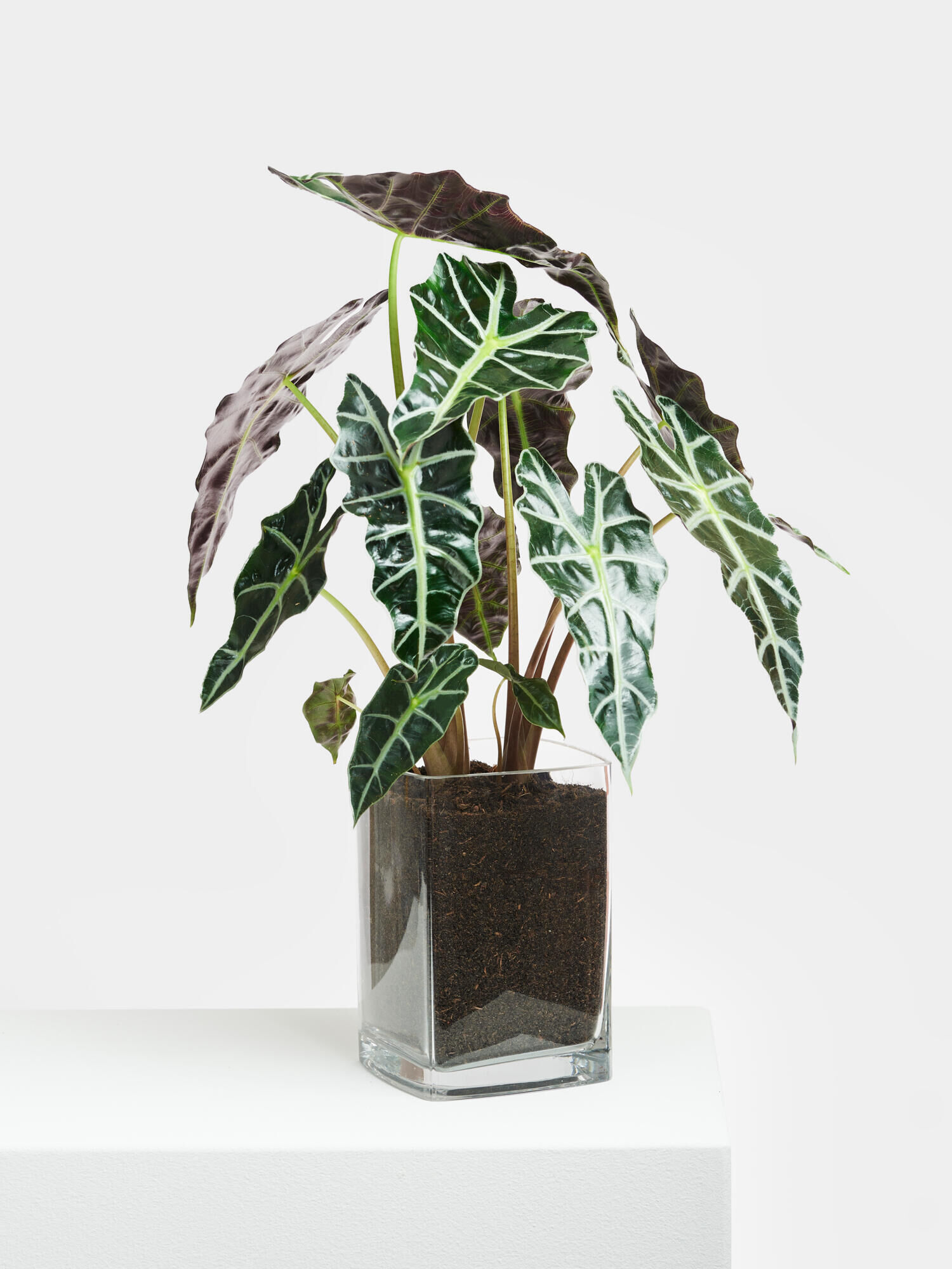 Alocasia Polly in Vase