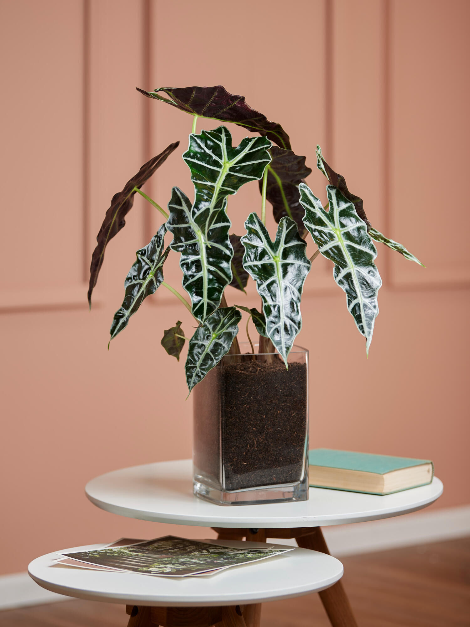 Alocasia Polly in Vase