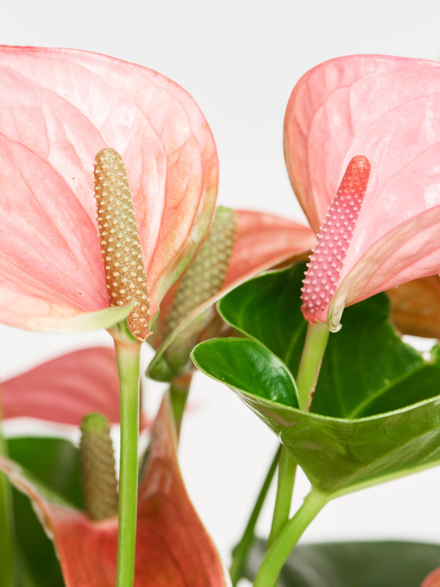 Flamingoblume in Pink-Rosa mit Vase