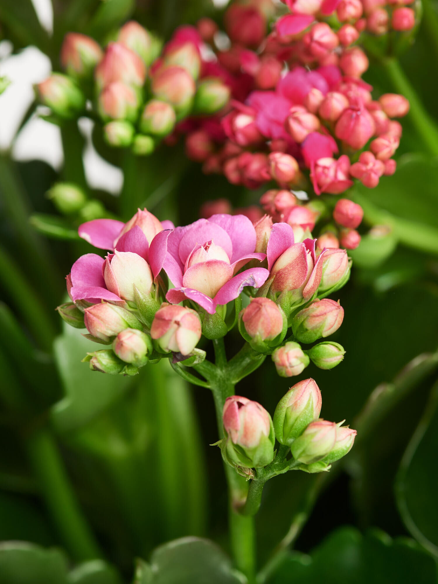 Flammendes Käthchen in Vase