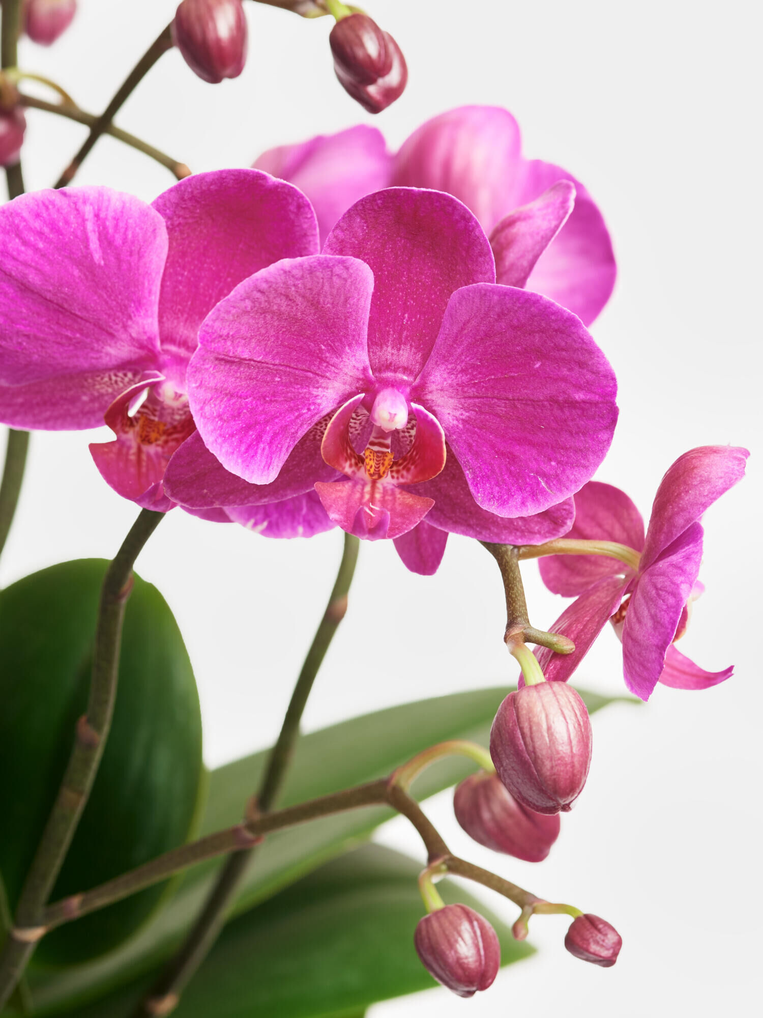 Pinke Orchidee in Vase