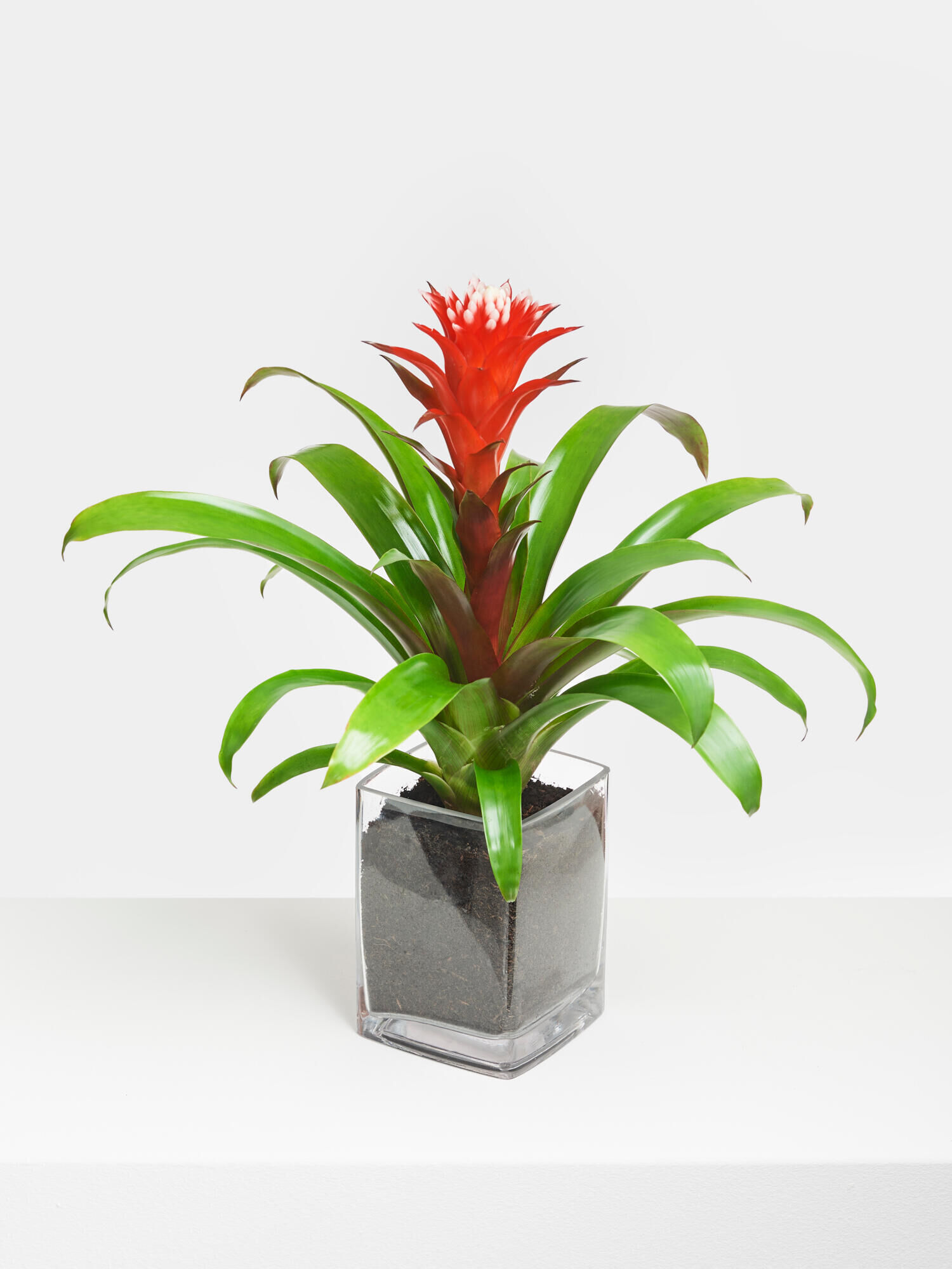 Rote Guzmania in Vase