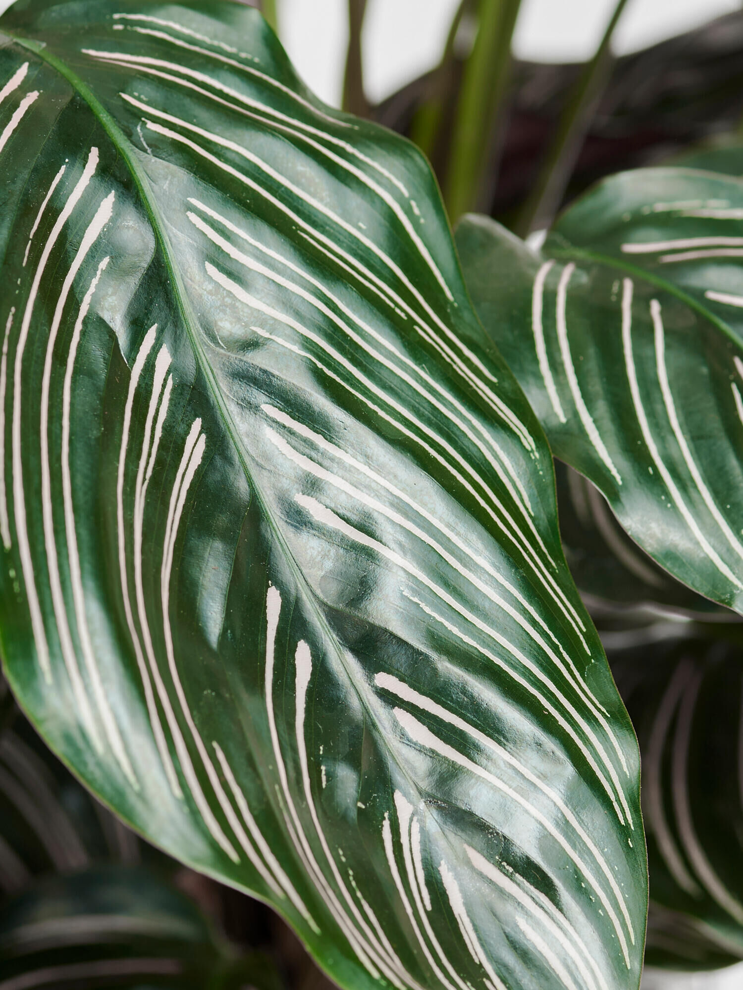 Korbmarante Sanderiana in Vase