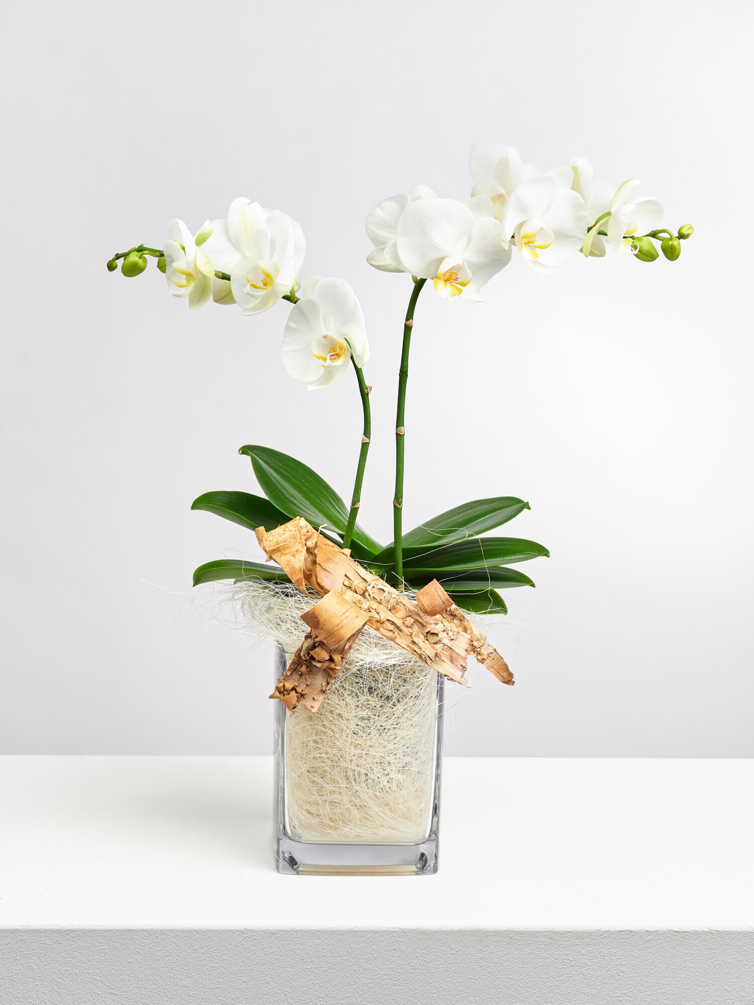 Weiße Orchidee in Vase mit Flachs