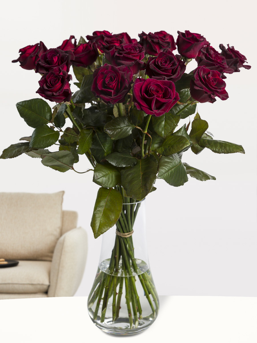 20 Dunkelrote Rosen - Black Baccara